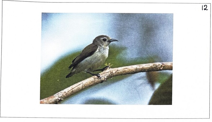 The Nilgiri Flowerpecker, photographed at BMS